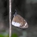 Euploea darchia - Photo (c) kerrycoleman, algunos derechos reservados (CC BY-NC), subido por kerrycoleman