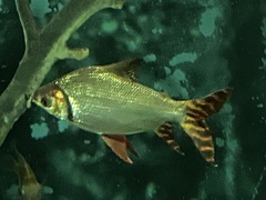 Semaprochilodus insignis