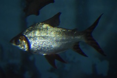 Semaprochilodus insignis