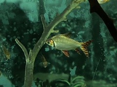 Semaprochilodus insignis