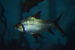 Semaprochilodus insignis