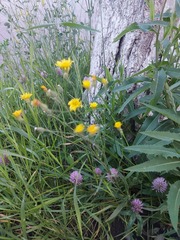 Crepis tectorum
