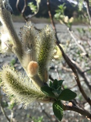 Salix alaxensis