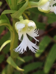 Platanthera leucophaea