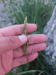 Poa pratensis
