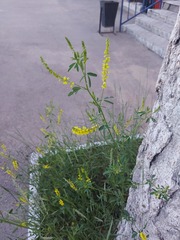 Melilotus officinalis