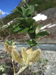 Salix alaxensis