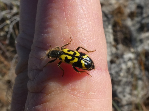 iNaturalist observation photo of Ornate Checkered Beetle