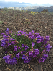 Penstemon speciosus