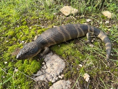 Tiliqua occipitalis