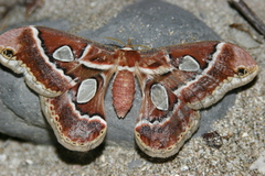 Rothschildia cinctus
