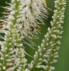 Hylaeus leptocephalus
