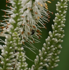 Hylaeus leptocephalus