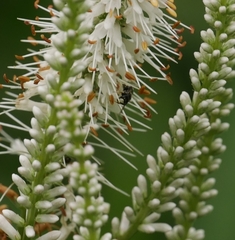 Hylaeus leptocephalus