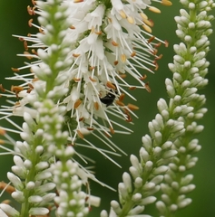 Hylaeus leptocephalus