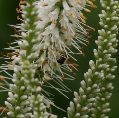 Hylaeus leptocephalus