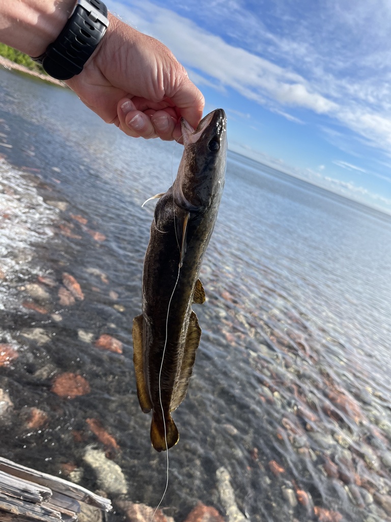 Burbot from indian lake state park manistique mi us on june 26 2022