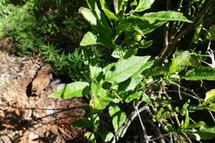 Solanum valdiviense