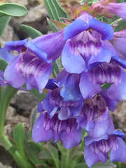 Penstemon speciosus