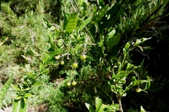 Solanum valdiviense