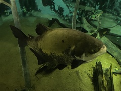 Colossoma macropomum