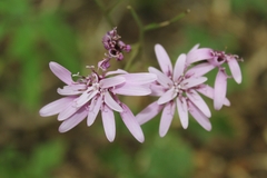 Calorezia prenanthoides