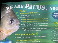 Colossoma macropomum