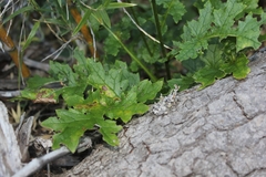 Calorezia prenanthoides