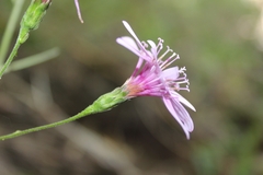 Calorezia prenanthoides