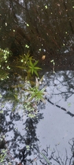Ludwigia polycarpa