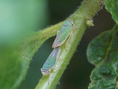 Bucephalogonia xanthophis