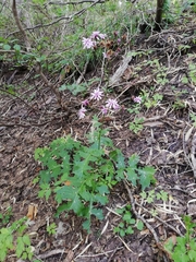 Calorezia prenanthoides