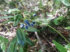 Berberis serrato-dentata