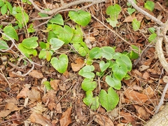 Lunaria annua