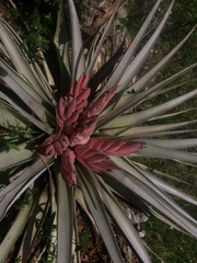 Tillandsia carlsoniae