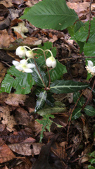 Chimaphila maculata