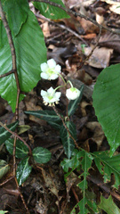 Chimaphila maculata
