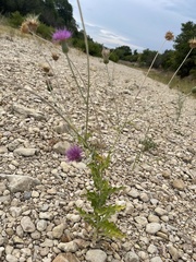 Cirsium engelmannii