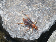 Tachypompilus unicolor