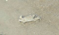 Macrophthalmus banzai