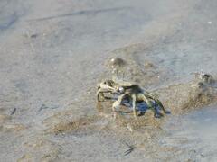 Macrophthalmus banzai