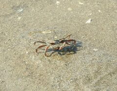 Macrophthalmus banzai