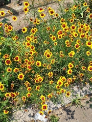 Coreopsis tinctoria