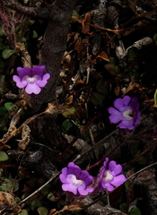 Chaenorhinum origanifolium