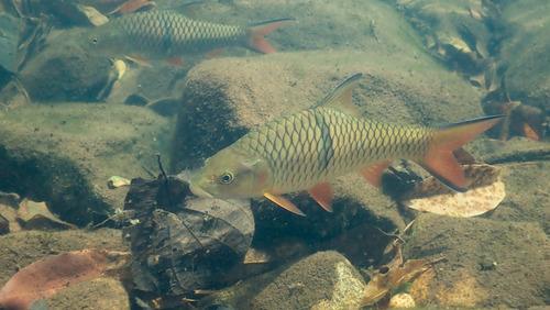 Hampala barb (Hampala macrolepidota) — Cyprinidae — 4