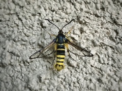 Synanthedon sequoiae