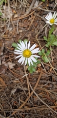 Townsendia formosa