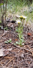 Townsendia formosa