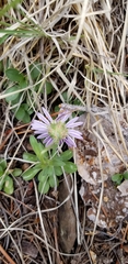 Townsendia formosa