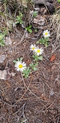 Townsendia formosa